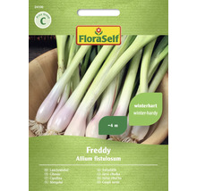 Semená jarnej cibuľky FloraSelf Freddy, zimovzdorná, približne 4 metre