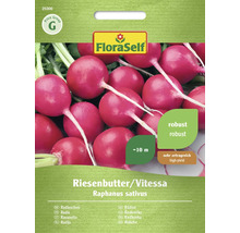 Semená reďkovky odroda Riesenbutter/Vitessa