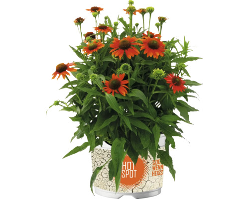 Rudbekia rastlina v kvetináči