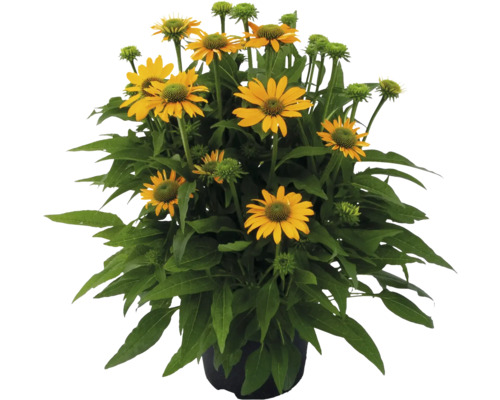 Žltá rudbekia v kvetináči