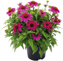 Echinacea v kvetináči s purpurovými kvetmi
