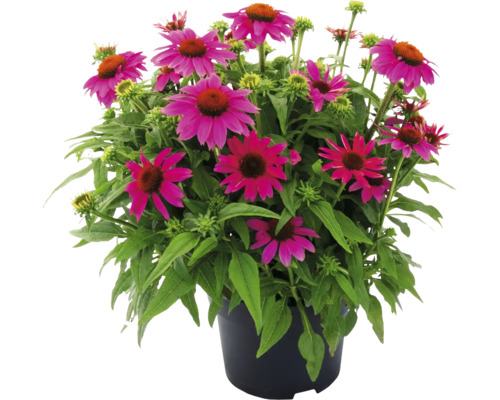 Echinacea v kvetináči s purpurovými kvetmi