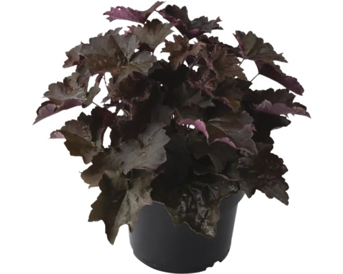 Heucherella v kvetináči