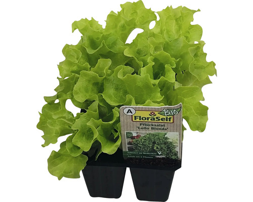 Šalát listový BIO Lollo Bionda FloraSelf Floralie Gardening with kids 6 ks v miske Šalát na rezanie Lollo Blonda v kvetináči s bio pečaťou