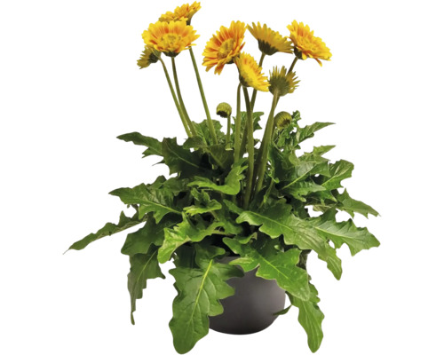 Gerbera Garvinea® Sweet Blaze FloraSelf kvetináč Ø 23 cm, zahradná gerbera se sedmokráskovitými kvety, 35 let FloraSelf jubilejná edícia Žltá gerbera v kvetináči