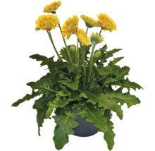 Žltá gerbera v kvetináči