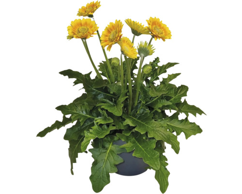 Žltá gerbera v kvetináči