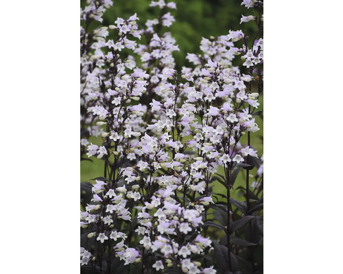 Dračík fúzatý FloraSelf Penstemon digitalis 'Onyx and Pearls' kvetináč 0,5 l