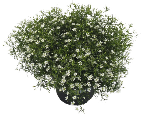 Gypsomilka múrová biela FloraSelf Gypsophila muralis kvetináč Ø 13 cm