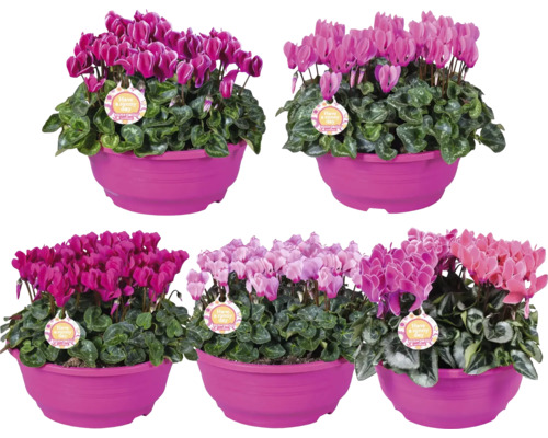 Cyklámen FloraSelf Cyclamen Patio miska Ø 23 cm, rôzne farby