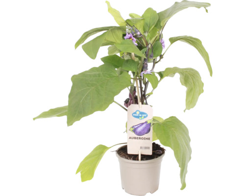 Baklažán FloraSelf Solanum melongena 'Jackpot' kvetináč Ø 14 cm