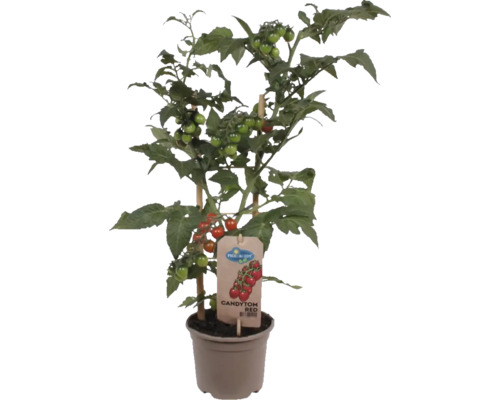 Paradajka Pick&Joy 'Candytree' kvetináč Ø 14 cm