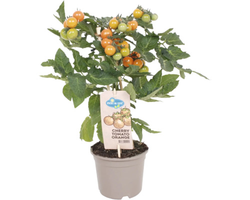 Paradajka cherry oranžová FloraSelf Solanum lycopersicum kvetináč Ø 14 cm