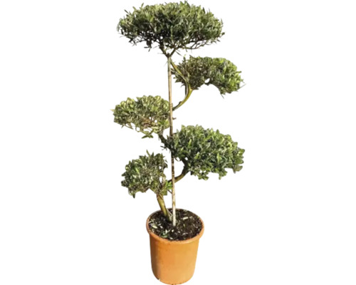 Olivovník FloraSelf Olea europaea výška cca 115 cm kvetináč Ø 30 cm - jubilejná edícia 35 rokov FloraSelf