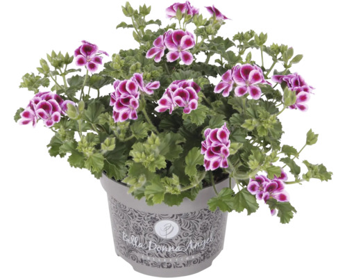 Pelargónia, anglický muškát drobnokvetý FloraSelf Pelargonium grandiflorum kvetináč Ø 12 cm 1 ks, rôzne farby Pelargónie v kvetináči s purpurovými kvetmi