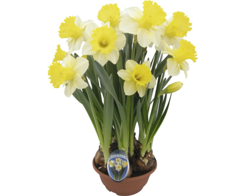 Narcisy FloraSelf miska Ø 12 cm