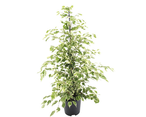 Fikus benjamín FloraSelf Ficus benjamina 'Twilight' výška cca 110 cm kvetináč Ø 21 cm