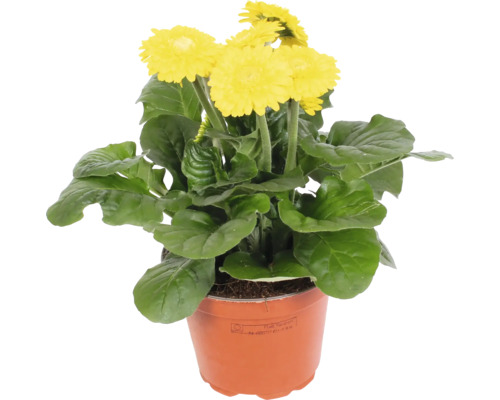 Gerbera Sundayz® mix plnokvetá FloraSelf kvetináč Ø 12 cm 1 ks, rôzne farby