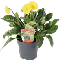 Garvinea Cheeky záhradná gerbera v kvetináči so žltými kvetmi.