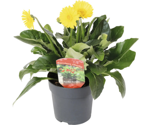 Garvinea Cheeky záhradná gerbera v kvetináči so žltými kvetmi.