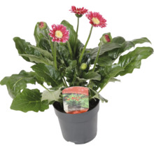 Gerbera rastlina v kvetináči