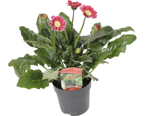 Gerbera rastlina v kvetináči