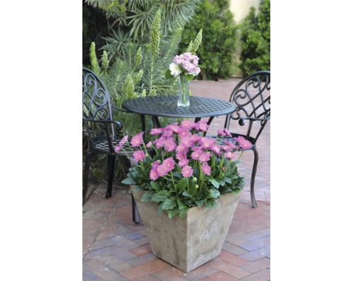 Záhradná scéna s kvitnúcimi gerberami v kvetináči, stôl a stoličky