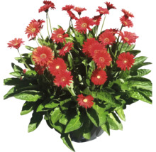 Gerbera aranžmán s červenými kvetmi