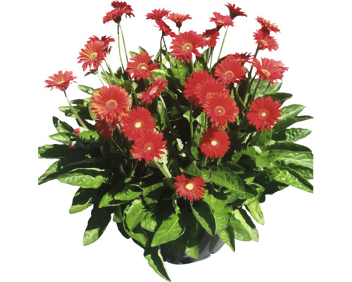 Gerbera aranžmán s červenými kvetmi