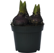 Dve cibule hyacintov v kvetináči