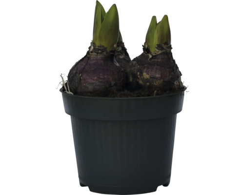 Dve cibule hyacintov v kvetináči