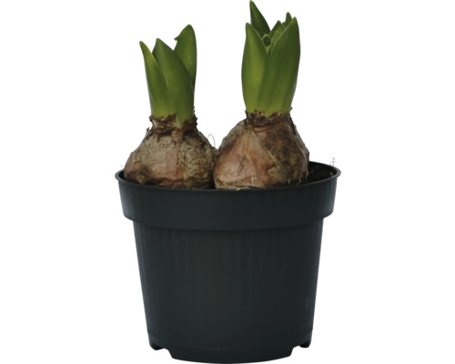 Dve cibule hyacintov v čiernom kvetináči.