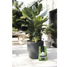 Vonkajšia scéna s veľkolistou rastlinou v okrúhlom kvetináči a balením zeminy