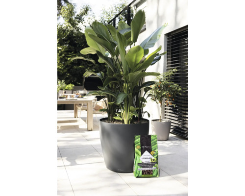 Vonkajšia scéna s veľkolistou rastlinou v okrúhlom kvetináči a balením zeminy