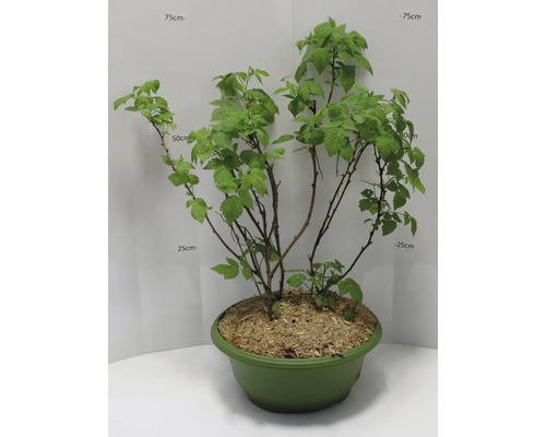 Malinová rastlina v kvetináči so zelenými listami a výhonkami