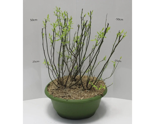 Črepníková rastlina s mladými výhonkami v okrúhlom črepníku