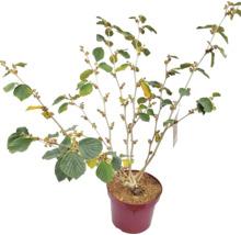 Hamamelis v kvetináči