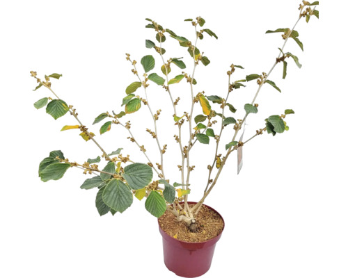 Hamamelis v kvetináči
