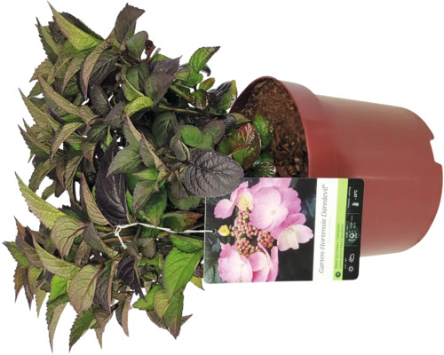 Záhradná hortenzia Daredevil v kvetináči