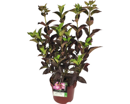 Hortenzia v kvetináči so zelenými a hnedými listami