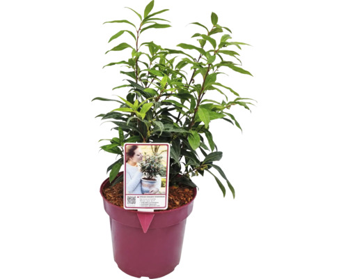 Vavrín v kvetináči s etiketou