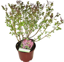 Orgován Tinkerbelle v kvetináči