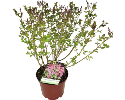 Orgován Tinkerbelle v kvetináči