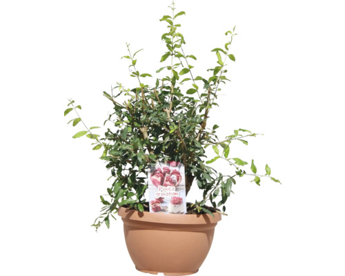 Granátovník v kvetináči