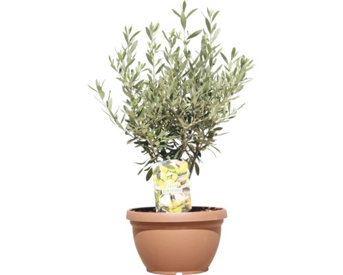 Olivovník v kvetináči pre vnútorné aj vonkajšie použitie