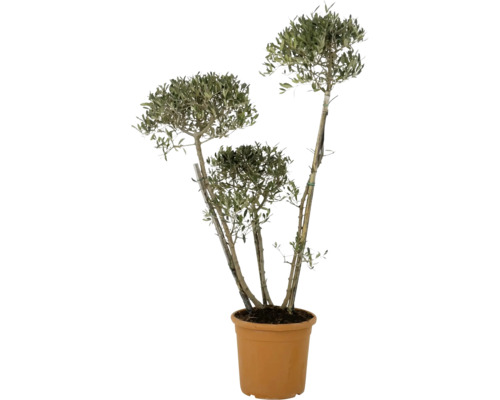 Olivovník v kvetináči pre vnútorné aj vonkajšie použitie