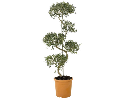 Olivovník v kvetináči so strihaným tvarom