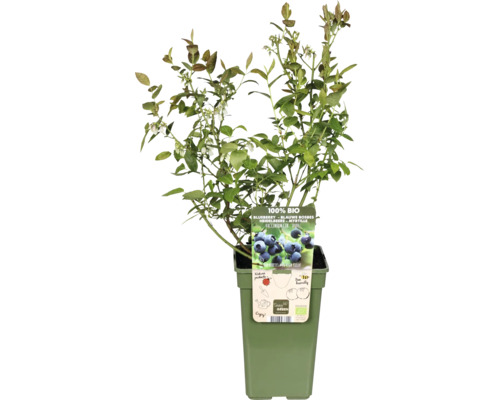 Čučoriedková rastlina v kvetináči