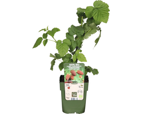 Ostružina BIO Taybeere FloraSelf Bio Rubus loganobaccus 'Tayberry'® kvetináč 13 cm