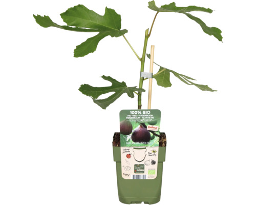 Figovník v kvetináči